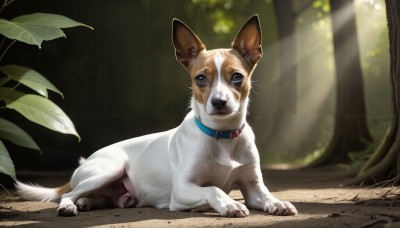 HQ,solo,looking at viewer,blue eyes,closed mouth,full body,outdoors,lying,day,signature,blurry,collar,tree,no humans,animal,leaf,sunlight,plant,nature,forest,dog,light rays,realistic,animal focus,brown eyes,on stomach,animal collar