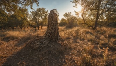 outdoors,sky,day,tree,blue sky,no humans,sunlight,grass,plant,nature,scenery,forest,sun,leaf,field,sepia,landscape,brown theme