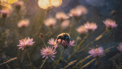 flower, outdoors, blurry, no humans, depth of field, scenery, pink flower, still life