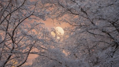 monochrome,outdoors,sky,cloud,tree,dutch angle,no humans,leaf,moon,sunlight,nature,scenery,forest,sunset,sun,branch,bare tree,landscape