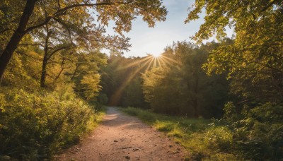 outdoors,sky,day,cloud,tree,blue sky,no humans,sunlight,grass,plant,nature,scenery,forest,light rays,sun,road,bush,path,shadow,lens flare,sunset,landscape