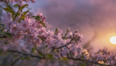 flower,outdoors,sky,cloud,blurry,tree,no humans,depth of field,blurry background,leaf,sunlight,plant,white flower,cherry blossoms,scenery,sunset,blurry foreground,sun,branch,gradient sky,still life,blue sky,nature,twilight,evening,sunrise