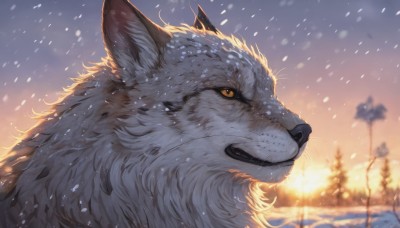 solo,closed mouth,yellow eyes,outdoors,sky,blurry,tree,orange eyes,no humans,depth of field,blurry background,animal,snow,colored sclera,sunset,snowing,realistic,animal focus,winter,wolf,signature,sun,bare tree,sunrise,pine tree