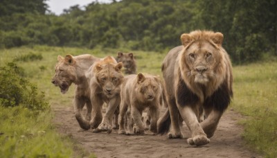 looking at viewer,outdoors,day,blurry,tree,no humans,depth of field,blurry background,animal,grass,plant,nature,realistic,bush,animal focus,lion,closed mouth,full body