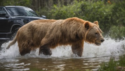 outdoors,water,blurry,from side,tree,no humans,depth of field,blurry background,animal,cat,ground vehicle,nature,motor vehicle,water drop,realistic,car,animal focus,splashing,vehicle focus,day,signature,forest,photo background,sports car