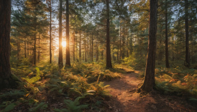 outdoors, sky, day, tree, no humans, leaf, sunlight, grass, plant, nature, scenery, forest, road, path