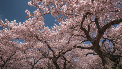 outdoors, sky, day, signature, tree, blue sky, no humans, cherry blossoms, scenery, spring (season)