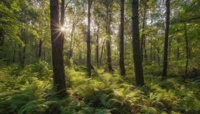 outdoors, day, tree, no humans, sunlight, grass, plant, nature, scenery, forest, green theme