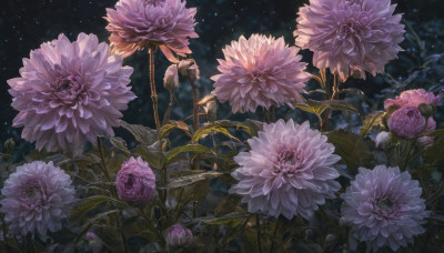 flower, outdoors, sky, no humans, night, leaf, plant, star (sky), night sky, scenery, starry sky, purple flower, still life