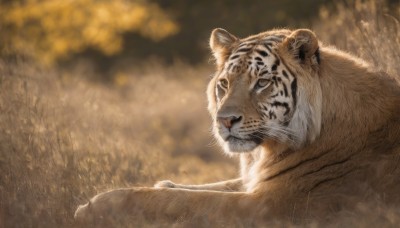 solo,closed mouth,outdoors,lying,blurry,no humans,depth of field,blurry background,animal,grass,looking up,realistic,animal focus,tiger,year of the tiger,from side