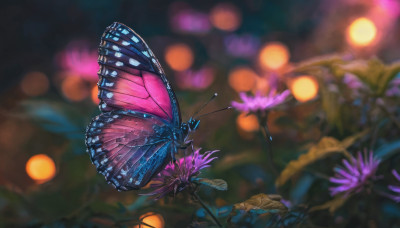 flower, outdoors, blurry, no humans, depth of field, blurry background, animal, bug, plant, butterfly, purple flower