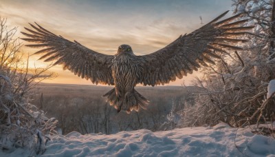 solo,outdoors,wings,sky,cloud,water,tree,no humans,bird,animal,cloudy sky,nature,scenery,feathered wings,snow,flying,sunset,winter clothes,winter,bare tree,feathers,branch,animal focus,landscape,owl