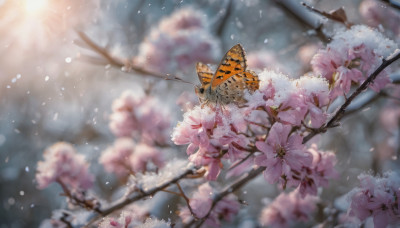 flower, outdoors, day, signature, blurry, tree, petals, no humans, depth of field, blurry background, sunlight, bug, cherry blossoms, butterfly, scenery, branch, spring (season)