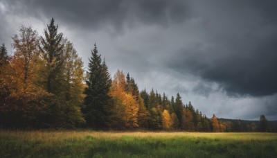 outdoors,sky,day,cloud,tree,blue sky,no humans,cloudy sky,grass,nature,scenery,forest,mountain,field,landscape,grey sky,pine tree