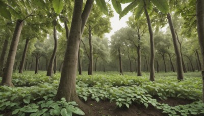 outdoors,day,tree,no humans,leaf,traditional media,sunlight,grass,plant,nature,scenery,forest,bush,green theme,path