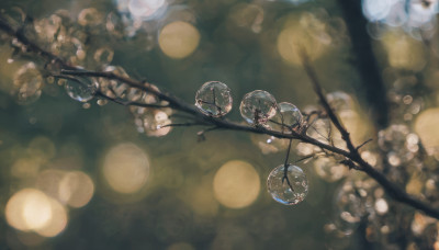 blurry, tree, no humans, depth of field, blurry background, scenery, blurry foreground, branch, bokeh, still life