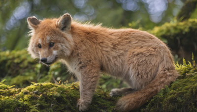 outdoors, day, blurry, tree, no humans, depth of field, blurry background, animal, nature, realistic, animal focus