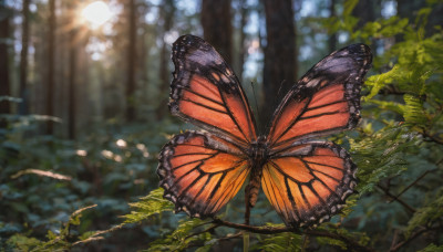 outdoors, wings, day, blurry, tree, no humans, depth of field, blurry background, leaf, sunlight, bug, plant, butterfly, nature, scenery, forest, butterfly wings