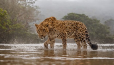 solo,tail,outdoors,day,water,blurry,from side,tree,no humans,depth of field,blurry background,animal,nature,reflection,realistic,animal focus,ripples,tiger,sky,ocean,forest,grey sky