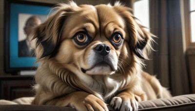 HQ,looking at viewer,brown eyes,indoors,blurry,no humans,window,depth of field,blurry background,animal,curtains,dog,realistic,television,animal focus,monitor,whiskers,brown fur,solo,closed mouth,cat