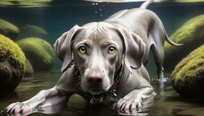 HQ,solo,looking at viewer,jewelry,yellow eyes,water,necklace,collar,no humans,night,animal,star (sky),reflection,dog,realistic,animal focus,swimming,earrings,signature,plant,pendant,rock,space,planet