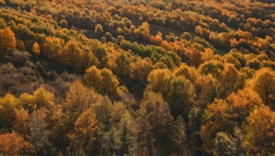 outdoors,sky,tree,no humans,traditional media,nature,scenery,forest,autumn leaves,autumn,landscape,orange theme,artist name,cloud,signature,cloudy sky,sunset