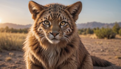 solo,looking at viewer,closed mouth,yellow eyes,outdoors,sky,day,blurry,tree,no humans,depth of field,blurry background,animal,cat,nature,scenery,sunset,mountain,realistic,sun,animal focus,whiskers,blue sky