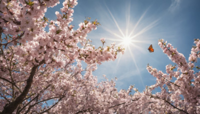 outdoors, sky, day, cloud, tree, blue sky, no humans, sunlight, bug, cherry blossoms, butterfly, scenery, sun, spring (season)