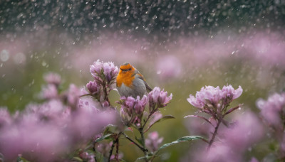 flower, outdoors, blurry, petals, no humans, depth of field, bird, animal, water drop, realistic, purple flower, animal focus