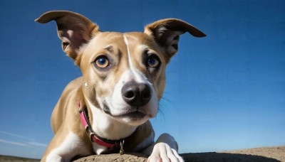 HQ,solo,looking at viewer,blue eyes,outdoors,sky,day,collar,blue sky,no humans,animal,dog,realistic,leash,animal focus,whiskers,red collar,animal collar,shiba inu