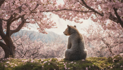 sitting, flower, outdoors, day, blurry, tree, no humans, animal, grass, cherry blossoms, scenery, animal focus, spring (season)