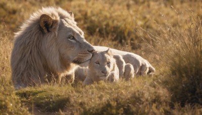 closed mouth,yellow eyes,outdoors,lying,day,blurry,no humans,depth of field,blurry background,animal,grass,on stomach,nature,realistic,animal focus,tiger,lion,horns,signature,field,wolf