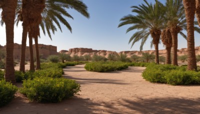 outdoors,sky,day,tree,blue sky,no humans,shadow,beach,grass,plant,nature,scenery,rock,sand,palm tree,road,bush,shade,desert,cloud,building,fence,path