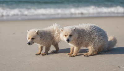 outdoors, day, water, blurry, no humans, animal, beach, dog, realistic, sand, animal focus