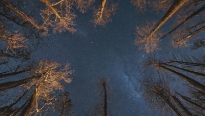 outdoors,sky,tree,no humans,night,star (sky),nature,night sky,scenery,starry sky,branch,fireworks,bare tree,blue sky,dutch angle,forest