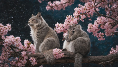 flower, outdoors, blurry, tree, no humans, night, animal, cat, cherry blossoms, realistic, branch, animal focus