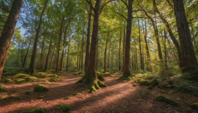 outdoors, sky, day, tree, dutch angle, no humans, sunlight, grass, nature, scenery, forest, rock, road, path