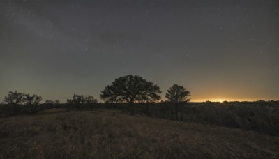 outdoors,sky,cloud,tree,no humans,night,grass,star (sky),nature,night sky,scenery,forest,starry sky,sunset,field,gradient sky