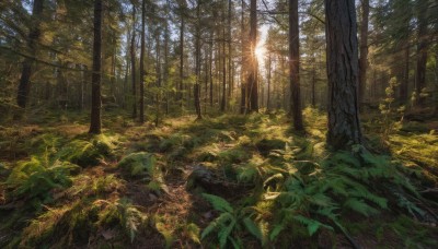 outdoors,sky,day,cloud,tree,dutch angle,no humans,leaf,sunlight,grass,plant,nature,scenery,forest,light rays,sunbeam,ruins,landscape,moss