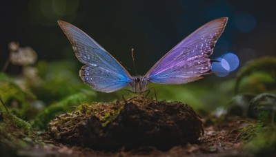 outdoors,wings,blurry,no humans,depth of field,blurry background,grass,bug,nature,scenery,lens flare,realistic,antennae,butterfly wings,day,plant,rock,bokeh