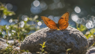 flower, outdoors, blurry, no humans, depth of field, blurry background, animal, bug, butterfly, scenery, rock, realistic