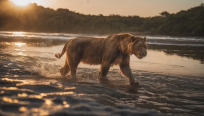 solo,outdoors,water,blurry,from side,tree,no humans,depth of field,blurry background,animal,beach,sunlight,nature,scenery,sunset,realistic,sun,animal focus,full body,sky,ocean,all fours,lens flare,forest