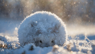 looking at viewer, outdoors, blurry, no humans, depth of field, animal, snow, snowing, animal focus, bokeh