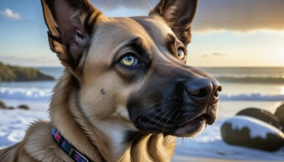 HQ,solo,blue eyes,closed mouth,yellow eyes,outdoors,sky,day,cloud,water,blurry,collar,no humans,depth of field,blurry background,ocean,animal,cat,looking up,portrait,close-up,reflection,realistic,animal focus,whiskers,beach,cloudy sky,dog