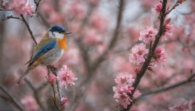 flower, outdoors, blurry, tree, no humans, depth of field, blurry background, bird, animal, cherry blossoms, pink flower, realistic, branch, animal focus