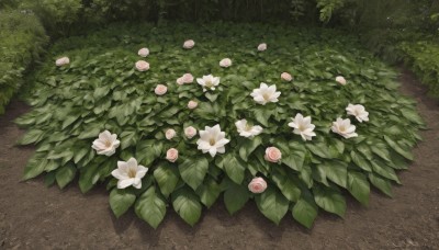 flower,outdoors,day,artist name,signature,no humans,shadow,rose,leaf,grass,plant,white flower,nature,scenery,pink flower,bush,pink rose,still life