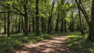 outdoors,sky,day,tree,no humans,shadow,sunlight,grass,nature,scenery,forest,road,bush,shade,dappled sunlight,path,plant