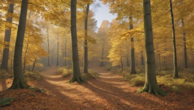 monochrome,outdoors,sky,day,tree,blue sky,no humans,leaf,sunlight,grass,nature,scenery,forest,road,autumn leaves,autumn,path