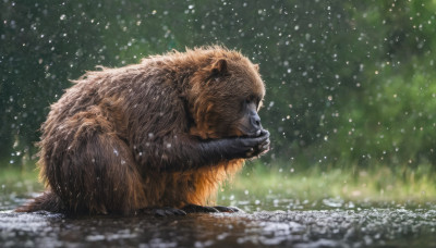 solo, closed mouth, outdoors, signature, blurry, no humans, animal, realistic, animal focus, tusks