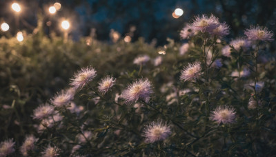 flower, outdoors, blurry, no humans, night, depth of field, scenery, purple flower, light, dandelion